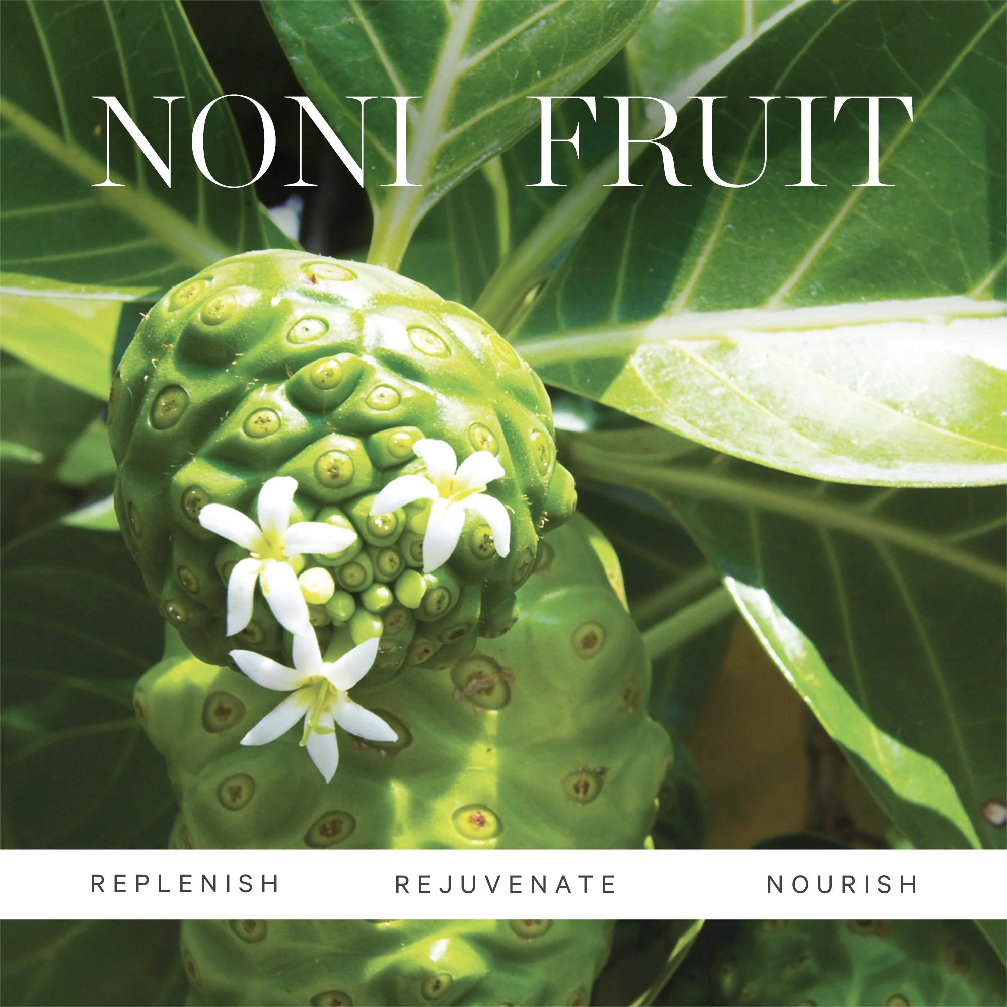 KORA Organics Noni Glow Face Oil 30ml - Image 8