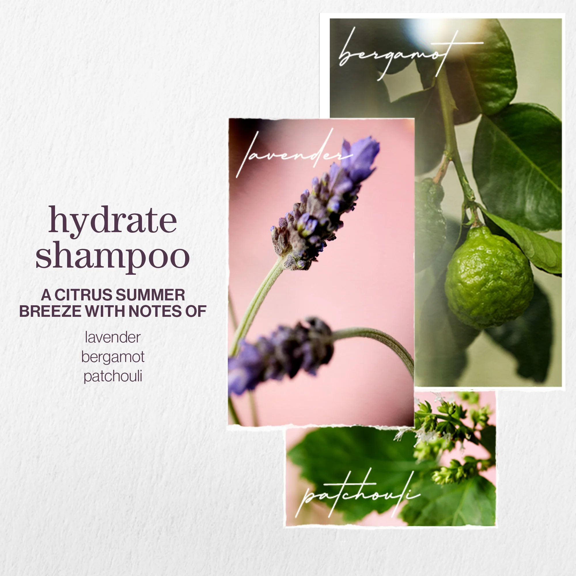 Pureology Hydrate Shampoo and Conditioner Moisturising Bundle for Dry Hair, Sulphate Free for a Gentle Cleanse - Image 7